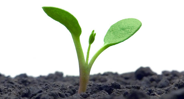 growing-plant-620x335